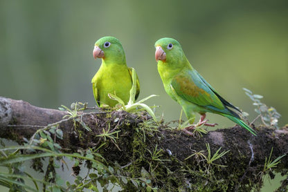 Birds