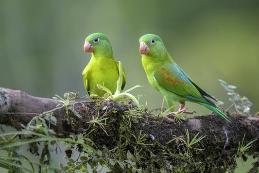 Birds