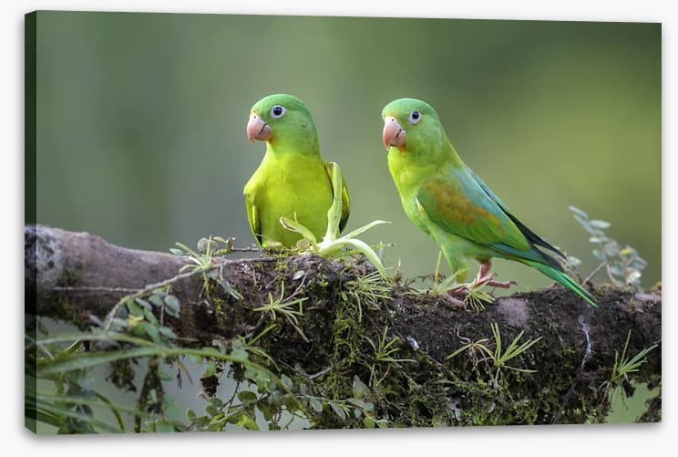 Birds