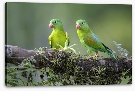 Birds