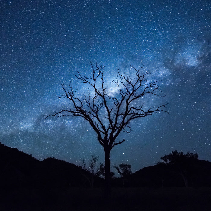 Silhouettes and stars