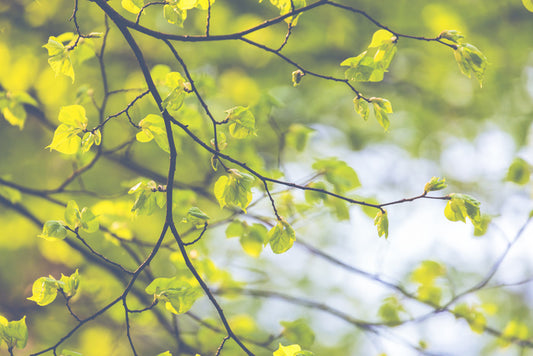 Sunlight leaves