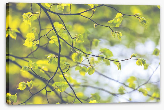 Sunlight leaves