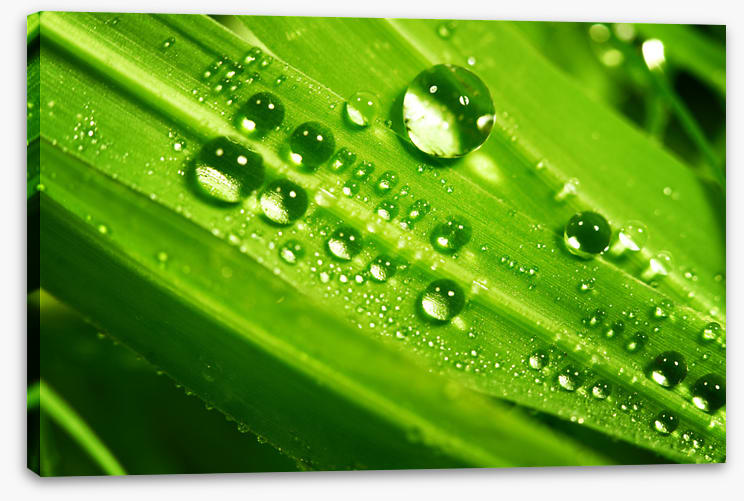 Leaves