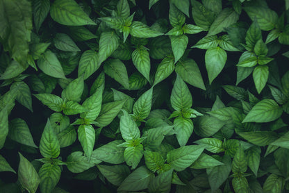 Leaves
