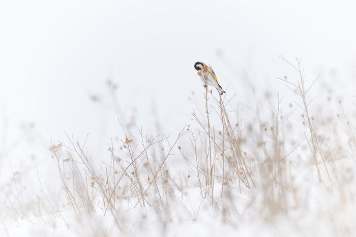 Chilly goldfinch
