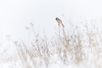 Chilly goldfinch