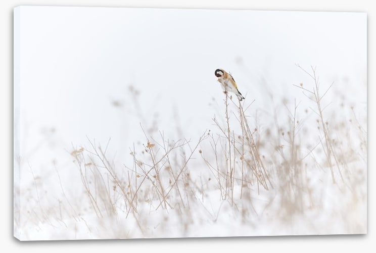 Chilly goldfinch