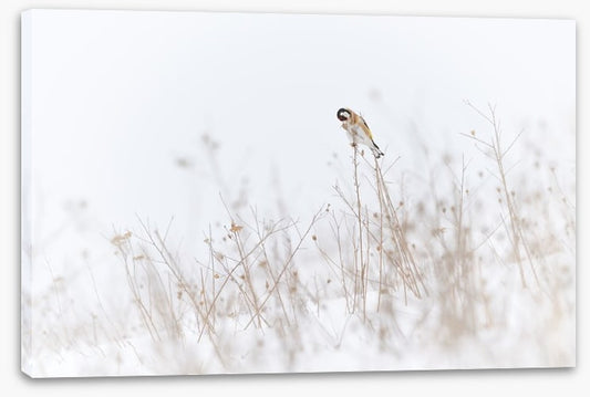 Chilly goldfinch