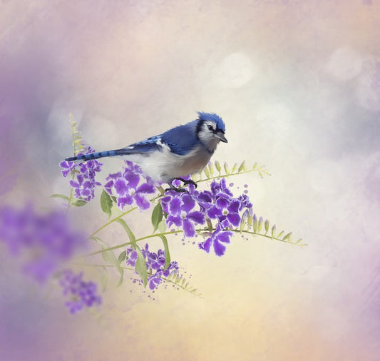 Budding blue jay