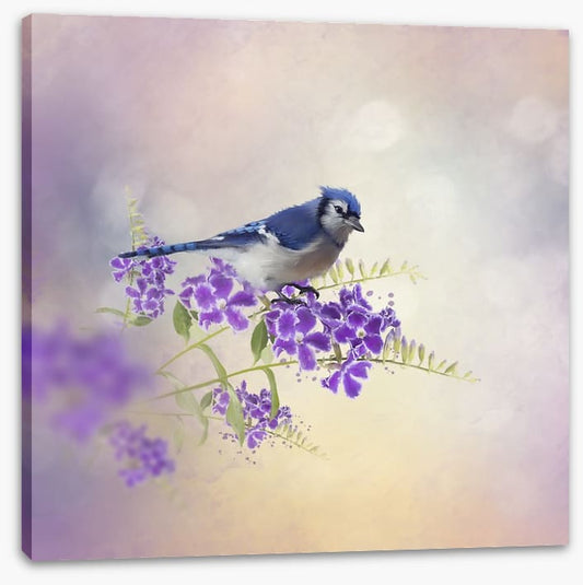 Budding blue jay