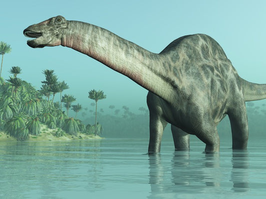 Dicraeosaurus paddle