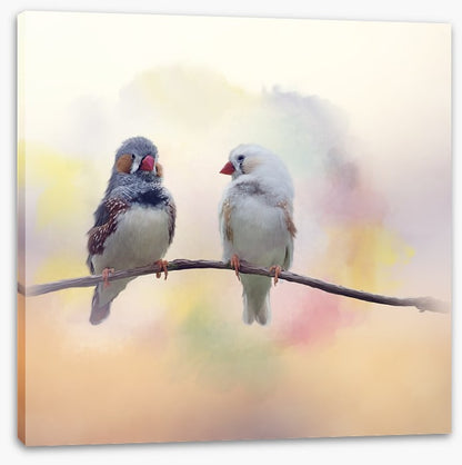 Forever finches