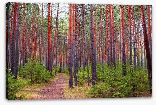 Redwood greens