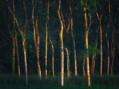 Trees of light