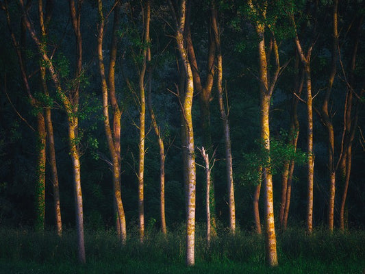 Trees of light