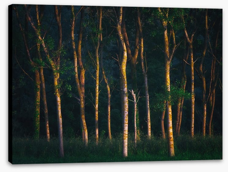 Trees of light