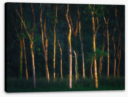 Trees of light