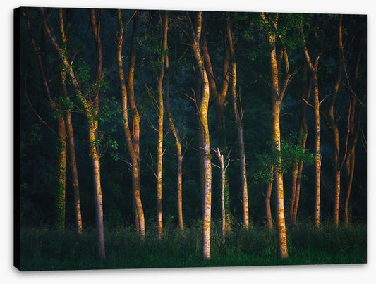 Trees of light