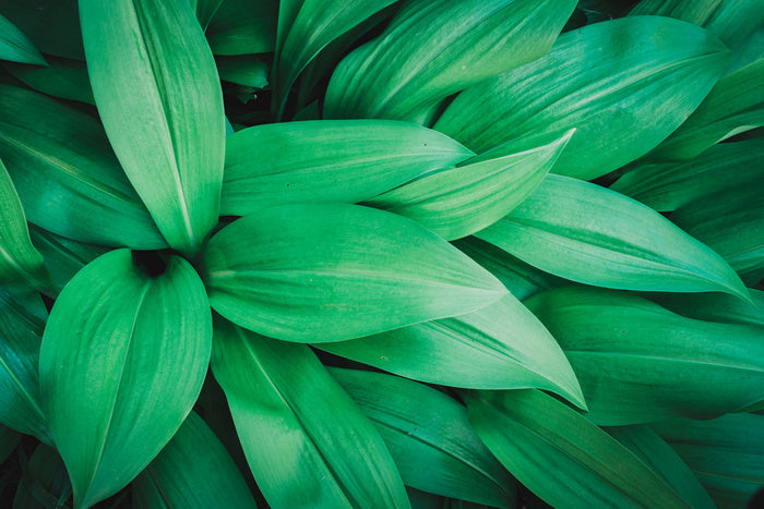 Lush leaves 1