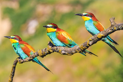 Tropical trio