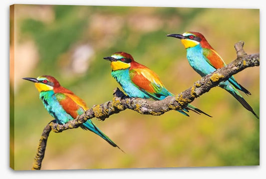 Tropical trio