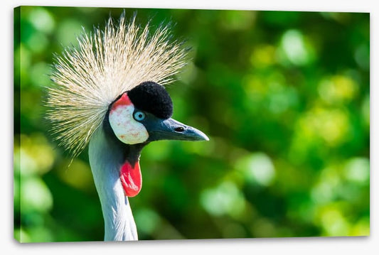 Grey crowned crane