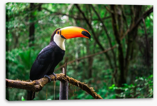 Toucan tropics