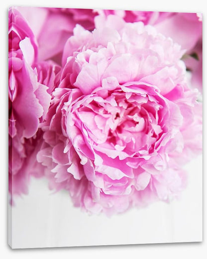 Pink peony petals 2