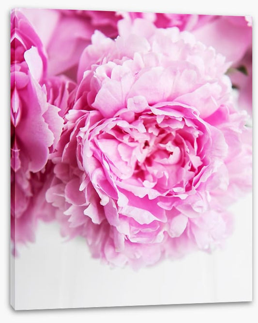 Pink peony petals 2