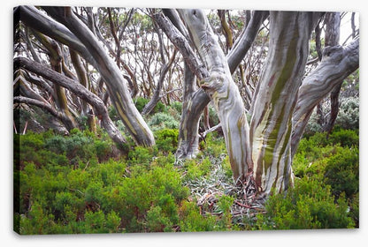 Baw Baw snow gums