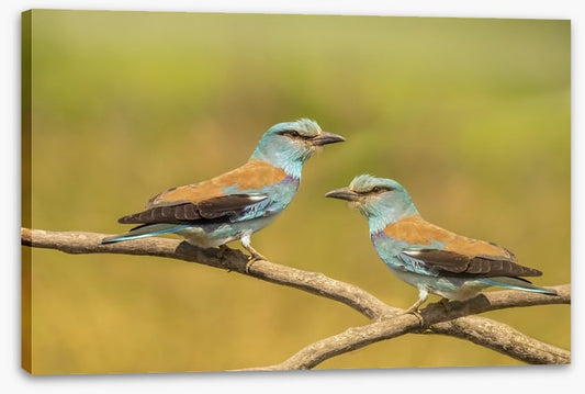 Birds