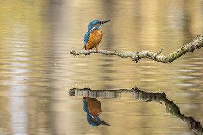 Kingfisher mirror