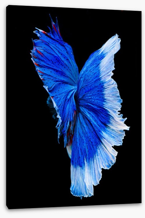 Betta blue