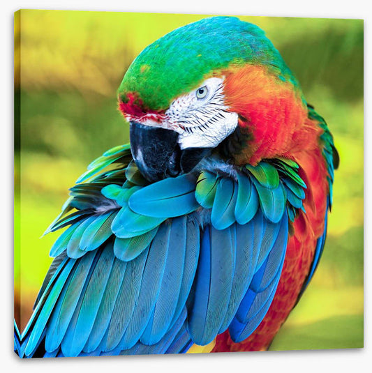 Pretty Polly