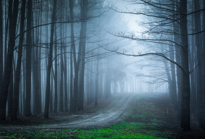 Black forest bend