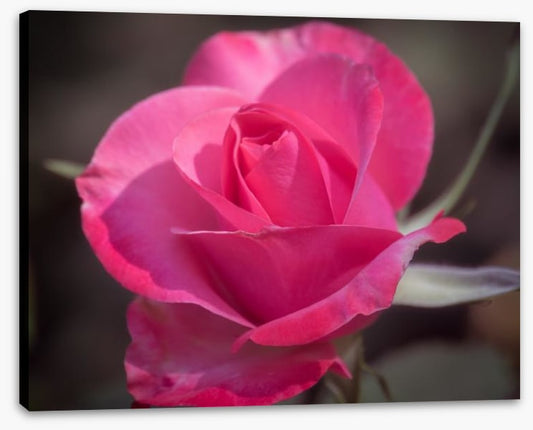 Rose above