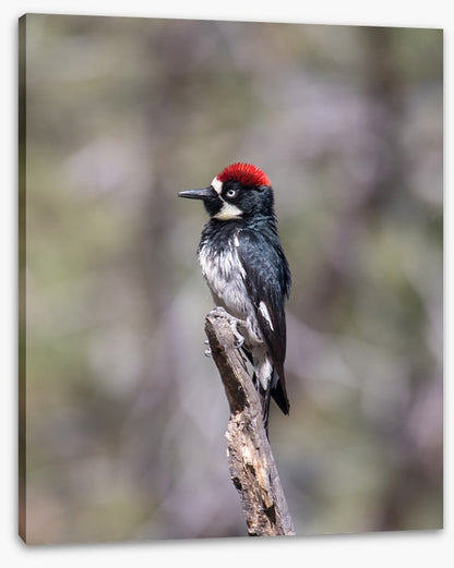 Acorn woodpecker