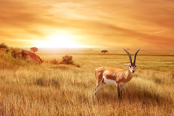 Africa