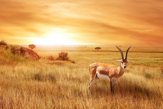 Africa