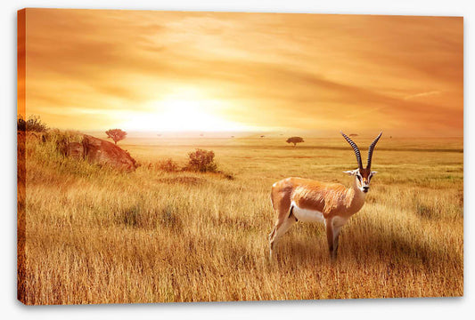 Africa