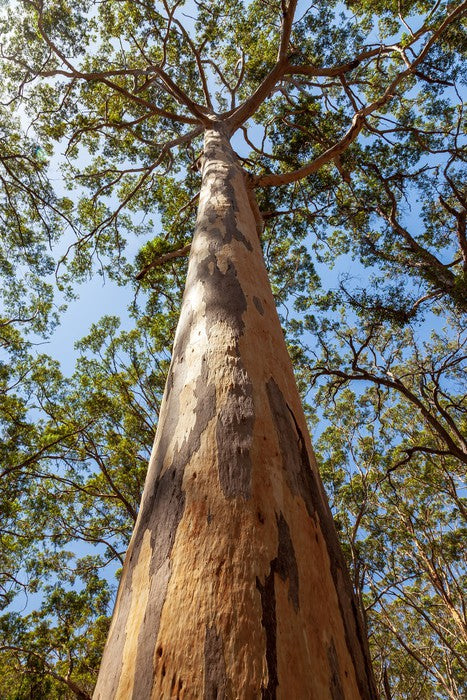 Up the Karri tree