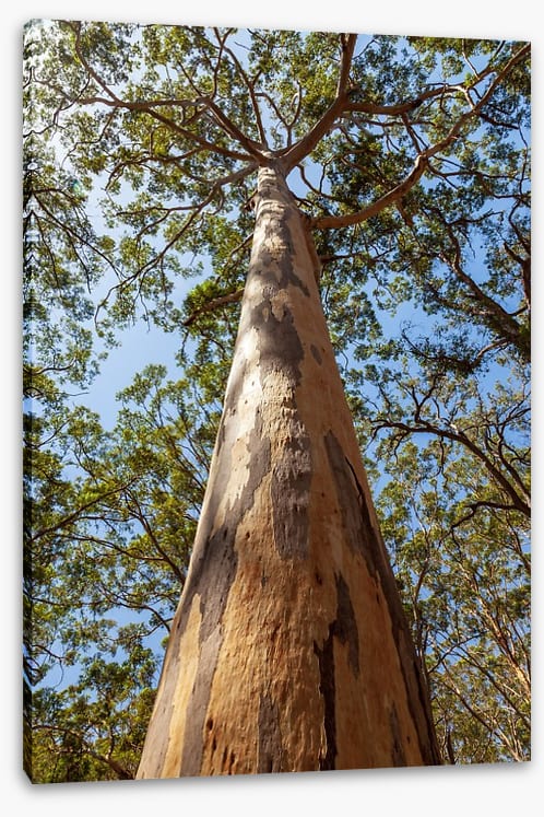 Up the Karri tree