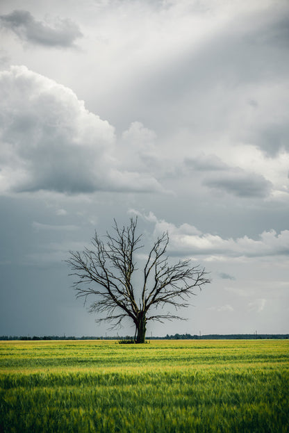Trees