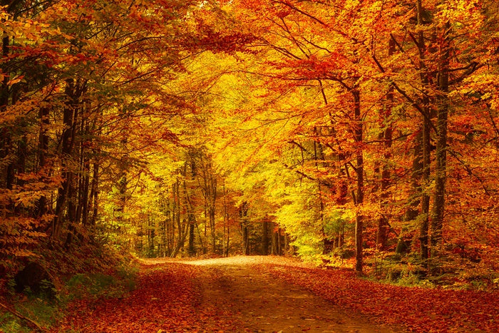 Golden day