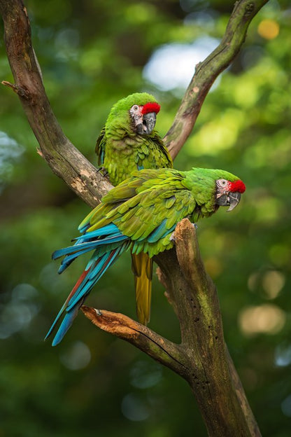 Military macaw mates