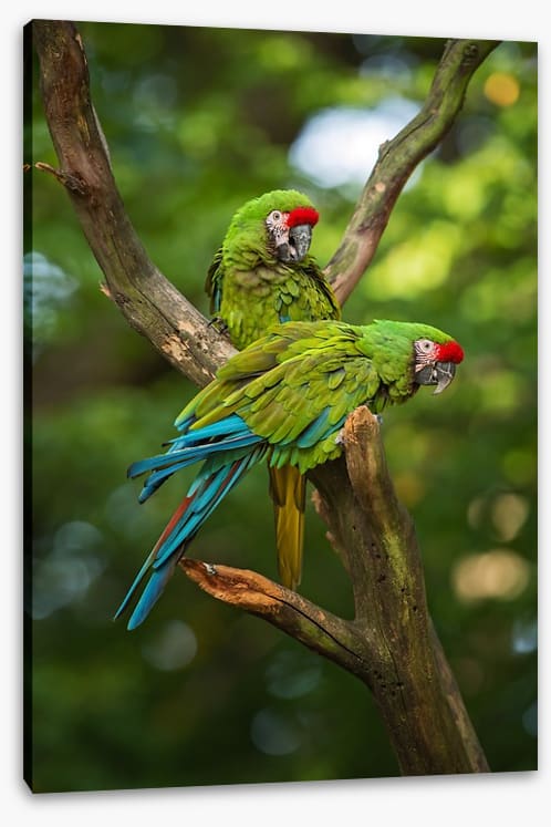 Military macaw mates