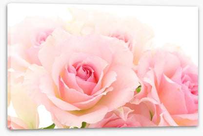 Coming up roses