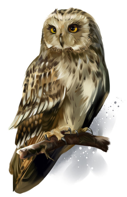 Birds