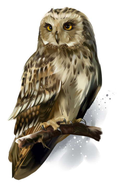 Birds